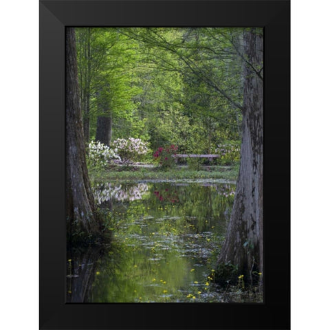 SC Azaleas and trees reflect in swamp water Black Modern Wood Framed Art Print by Rotenberg, Nancy