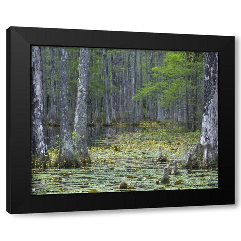 USA, South Carolina, Cypress Gardens Black Modern Wood Framed Art Print with Double Matting by Rotenberg, Nancy
