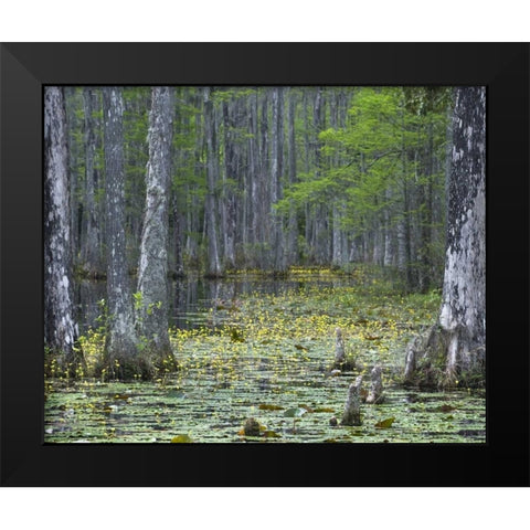 USA, South Carolina, Cypress Gardens Black Modern Wood Framed Art Print by Rotenberg, Nancy