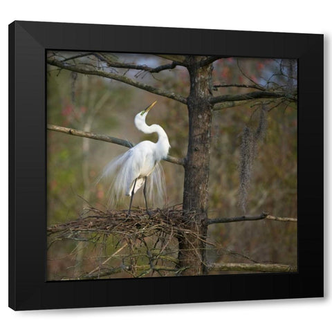 SC, Great egret in breeding plumage at nest Black Modern Wood Framed Art Print by Rotenberg, Nancy