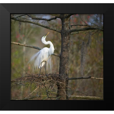 SC, Great egret in breeding plumage at nest Black Modern Wood Framed Art Print by Rotenberg, Nancy