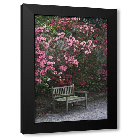 SC, Charleston A weathered bench under azaleas Black Modern Wood Framed Art Print with Double Matting by Flaherty, Dennis