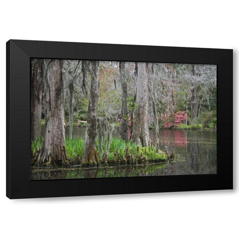 South Carolina, Charleston Moss on cypress trees Black Modern Wood Framed Art Print by Flaherty, Dennis