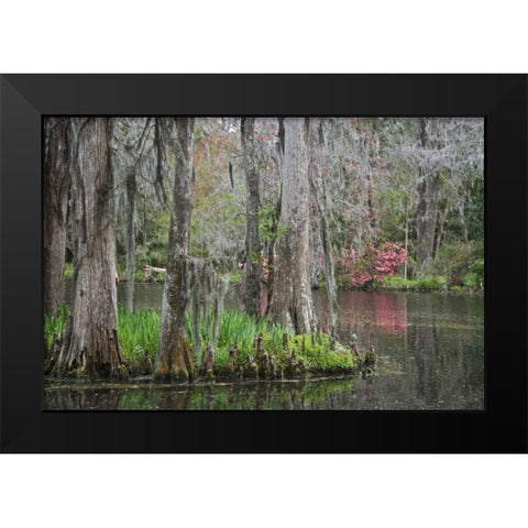 South Carolina, Charleston Moss on cypress trees Black Modern Wood Framed Art Print by Flaherty, Dennis