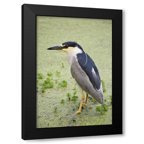 SC, Charleston Black-crowned night heron Black Modern Wood Framed Art Print by Flaherty, Dennis