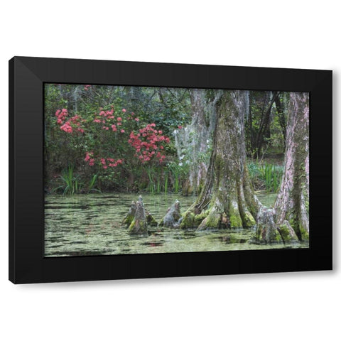 South Carolina, Charleston Trees and pond Black Modern Wood Framed Art Print with Double Matting by Flaherty, Dennis