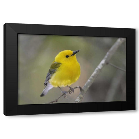 SC, Harleyville Prothonotary warbler on branch Black Modern Wood Framed Art Print by Morris, Arthur