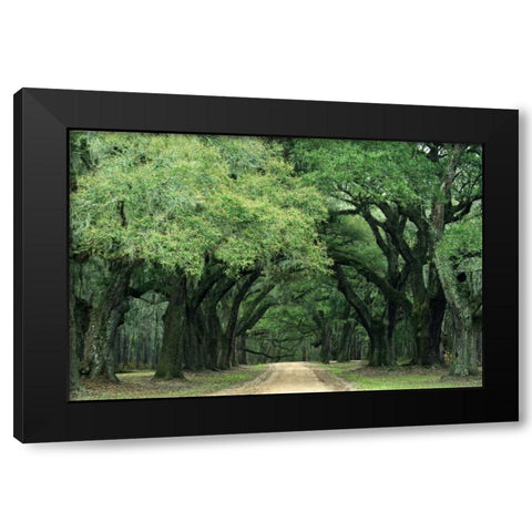 South Carolina, Charleston Spanish moss on trees Black Modern Wood Framed Art Print with Double Matting by Flaherty, Dennis