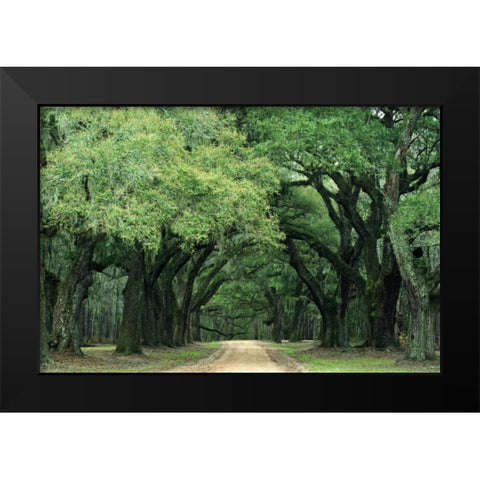 South Carolina, Charleston Spanish moss on trees Black Modern Wood Framed Art Print by Flaherty, Dennis