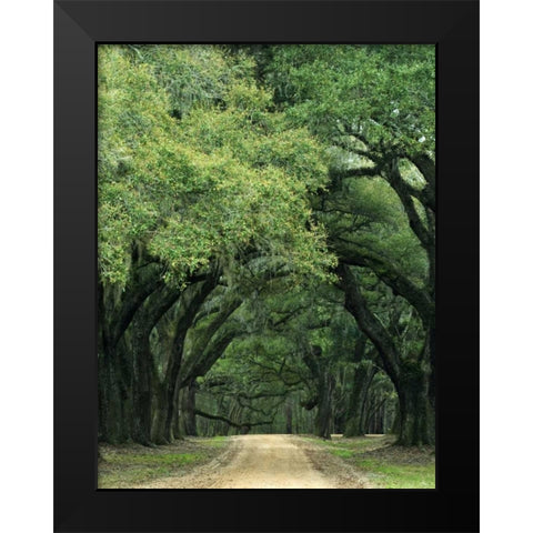 South Carolina, Charleston Spanish moss on trees Black Modern Wood Framed Art Print by Flaherty, Dennis