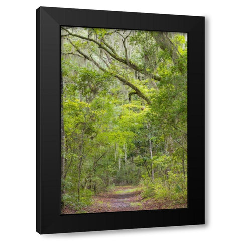 SC, Edisto Beach SP Oak trees line trail Black Modern Wood Framed Art Print by Paulson, Don