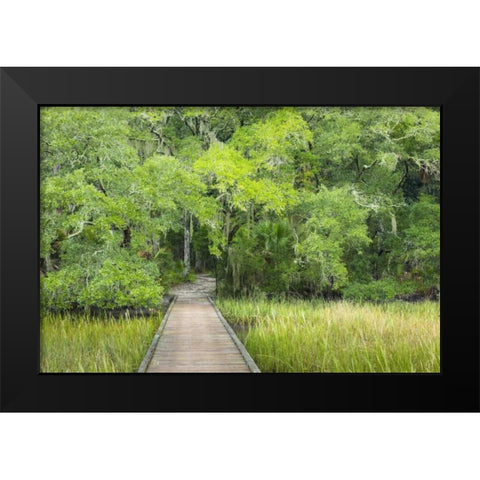 SC, Edisto Beach SP Boardwalk over swamp Black Modern Wood Framed Art Print by Paulson, Don