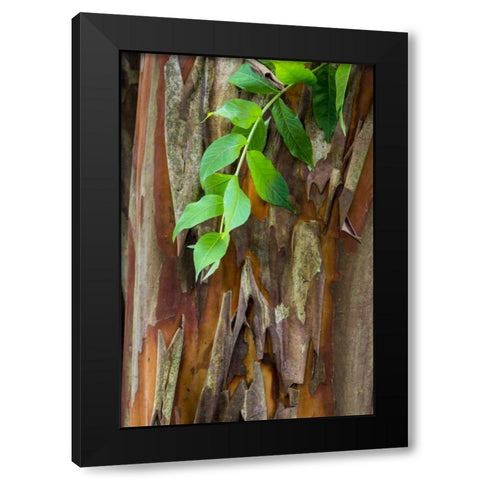 South Carolina, Charleston Crape myrtle bark Black Modern Wood Framed Art Print by Paulson, Don