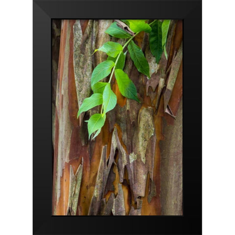South Carolina, Charleston Crape myrtle bark Black Modern Wood Framed Art Print by Paulson, Don