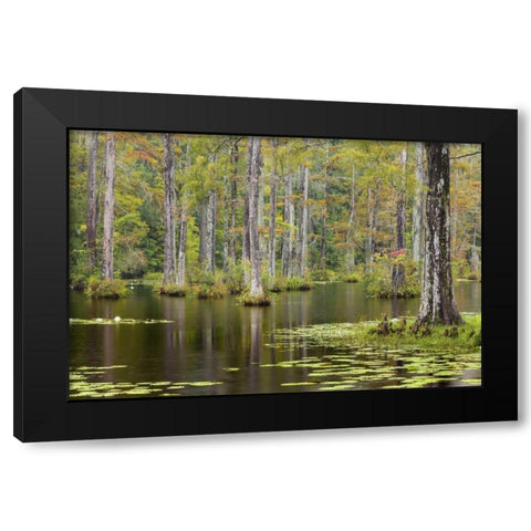 South Carolina Lily pads in cypress swamp Black Modern Wood Framed Art Print with Double Matting by Paulson, Don
