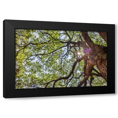 Usa-South Carolina-Charleston Black Modern Wood Framed Art Print with Double Matting by Looney, Hollice