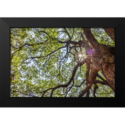 Usa-South Carolina-Charleston Black Modern Wood Framed Art Print by Looney, Hollice