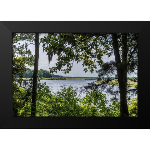 USA- South Carolina- Charleston. Middleton Plantation Black Modern Wood Framed Art Print by Looney, Hollice