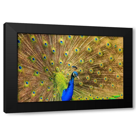 South Carolina-Charleston Peacock displaying spring tail feathers Black Modern Wood Framed Art Print by Wells, Joanne