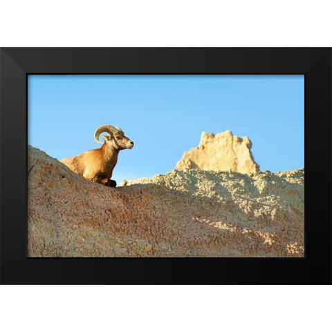 Rocky Mountain Bighorn Sheep (Ovis canadensis) Badlands National Park-South Dakota Black Modern Wood Framed Art Print by Majchrowicz, Alan