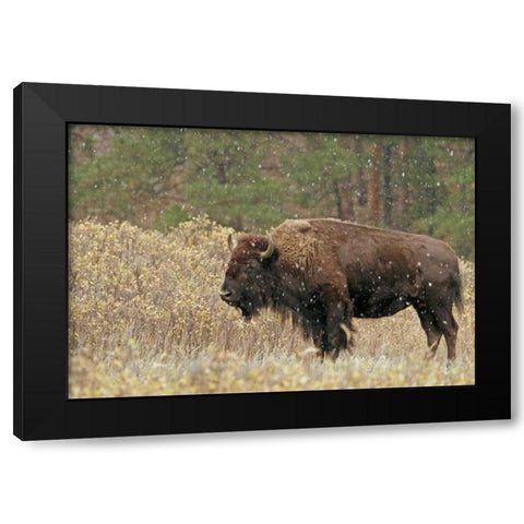 South Dakota, Custer SP Bison in autumn snowfall Black Modern Wood Framed Art Print with Double Matting by Illg, Cathy and Gordon