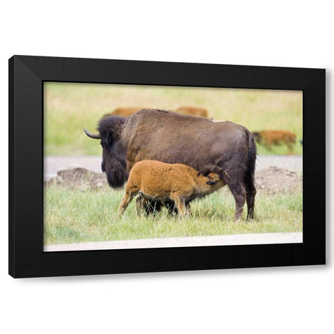 South Dakota, Custer SP Buffalo calf nursing Black Modern Wood Framed Art Print with Double Matting by Lord, Fred