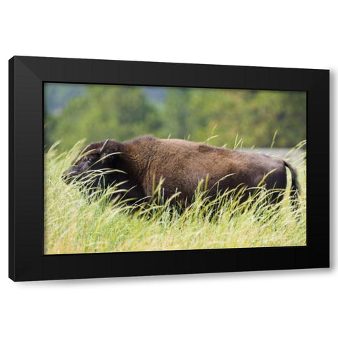 SD, Custer SP Adult buffalo in grassy field Black Modern Wood Framed Art Print with Double Matting by Lord, Fred