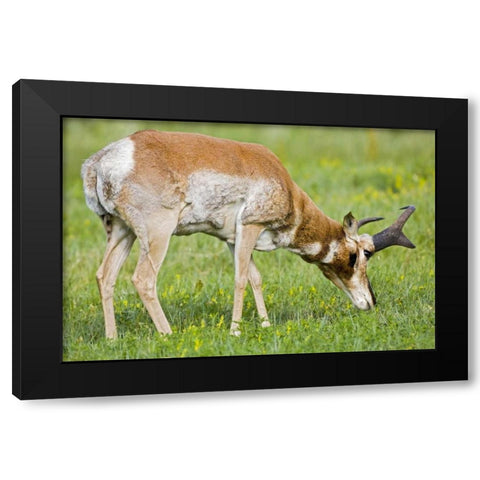 SD, Custer SP Adult male pronghorn grazing Black Modern Wood Framed Art Print by Lord, Fred