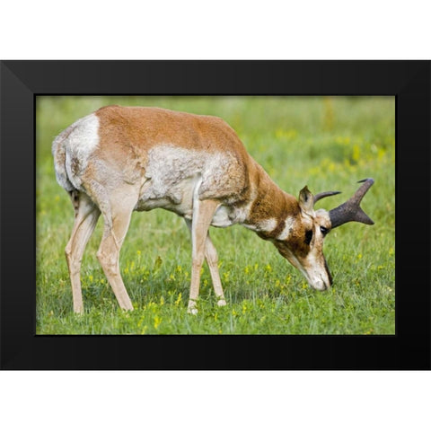 SD, Custer SP Adult male pronghorn grazing Black Modern Wood Framed Art Print by Lord, Fred