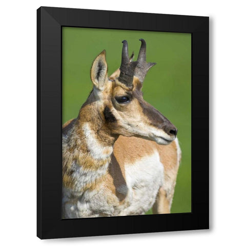 South Dakota, Custer SP Adult male pronghorn Black Modern Wood Framed Art Print with Double Matting by Lord, Fred