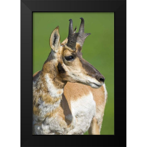 South Dakota, Custer SP Adult male pronghorn Black Modern Wood Framed Art Print by Lord, Fred