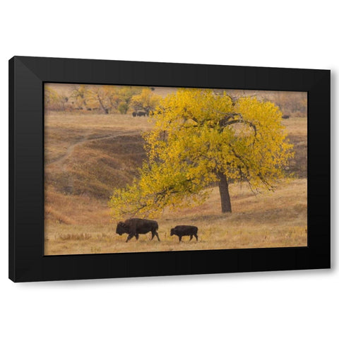 South Dakota, Custer SP Bison mother and calf Black Modern Wood Framed Art Print with Double Matting by Illg, Cathy and Gordon
