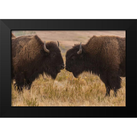 South Dakota, Custer SP Two bison face-to-face Black Modern Wood Framed Art Print by Illg, Cathy and Gordon