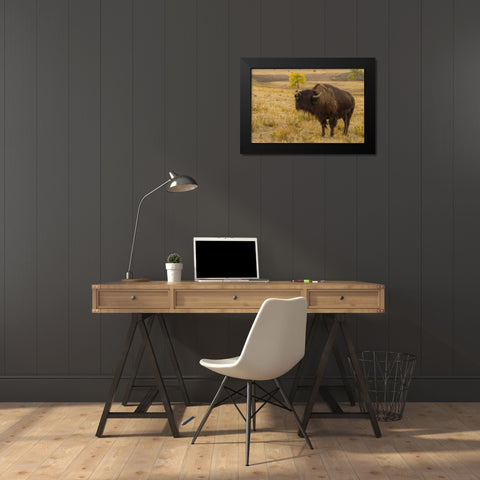 South Dakota, Custer SP Bellowing bison Black Modern Wood Framed Art Print by Illg, Cathy and Gordon