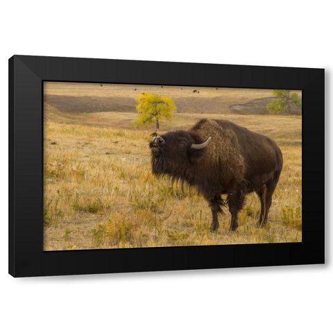 South Dakota, Custer SP Bellowing bison Black Modern Wood Framed Art Print by Illg, Cathy and Gordon