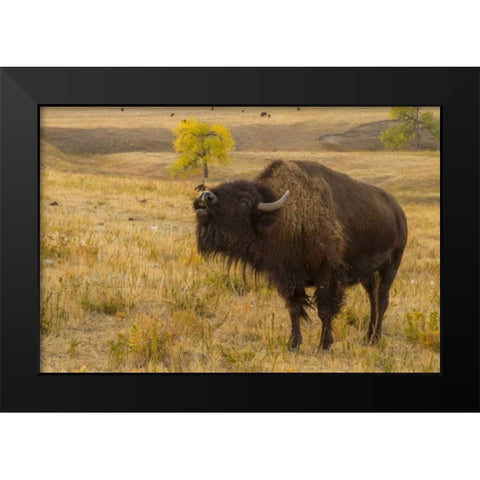 South Dakota, Custer SP Bellowing bison Black Modern Wood Framed Art Print by Illg, Cathy and Gordon
