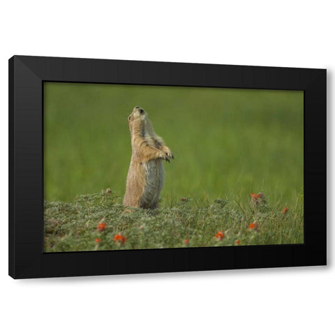 SD, Custer SP black-tailed prairie dog calling Black Modern Wood Framed Art Print with Double Matting by Illg, Cathy and Gordon