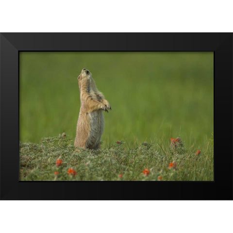 SD, Custer SP black-tailed prairie dog calling Black Modern Wood Framed Art Print by Illg, Cathy and Gordon