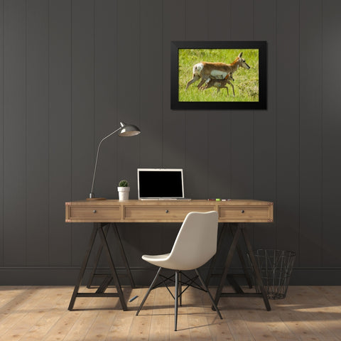 South Dakota, Custer SP Pronghorn with its fawn Black Modern Wood Framed Art Print by Illg, Cathy and Gordon