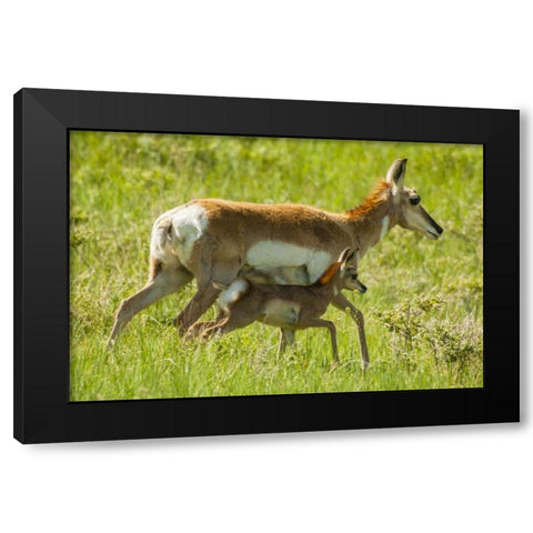 South Dakota, Custer SP Pronghorn with its fawn Black Modern Wood Framed Art Print by Illg, Cathy and Gordon
