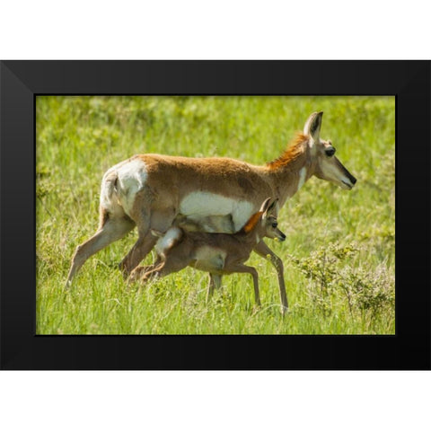 South Dakota, Custer SP Pronghorn with its fawn Black Modern Wood Framed Art Print by Illg, Cathy and Gordon