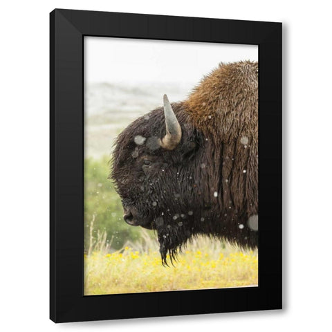 South Dakota, Custer State Park Profile of bison Black Modern Wood Framed Art Print with Double Matting by Illg, Cathy and Gordon