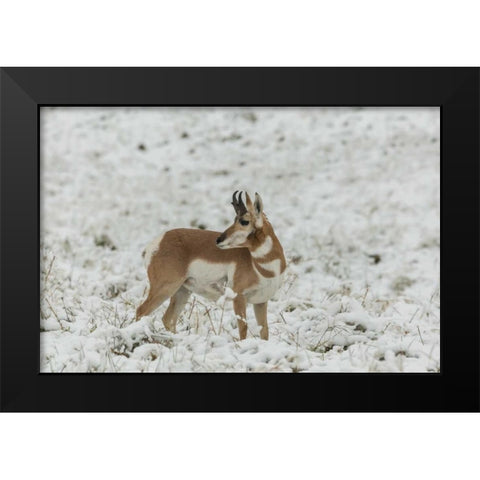 SD, Custer SP pronghorn in snow-covered field Black Modern Wood Framed Art Print by Illg, Cathy and Gordon
