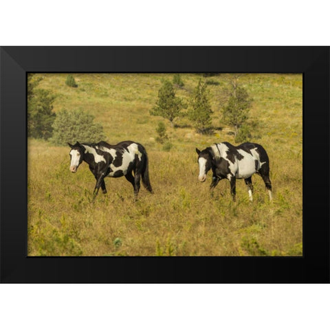 SD, Wild Horse Sanctuary Wild horses in field Black Modern Wood Framed Art Print by Illg, Cathy and Gordon
