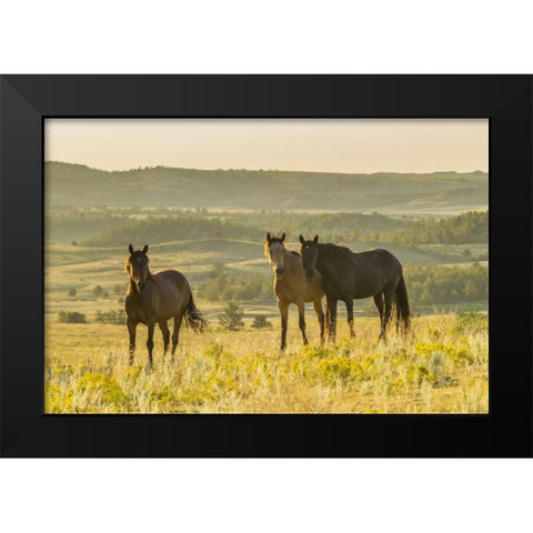 SD, Wild Horse Sanctuary Wild horses in field Black Modern Wood Framed Art Print by Illg, Cathy and Gordon
