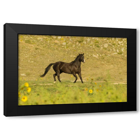South Dakota, Wild Horse Sanctuary Wild horse Black Modern Wood Framed Art Print by Illg, Cathy and Gordon