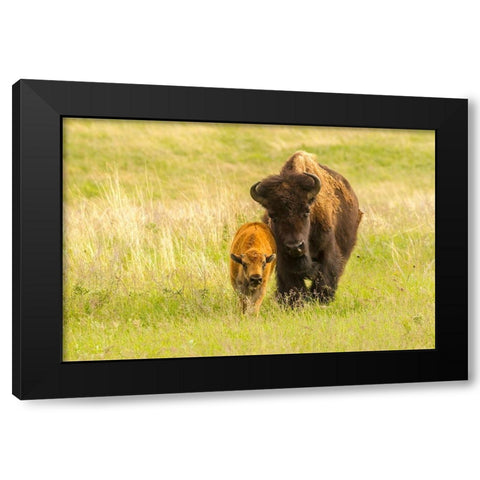 South Dakota-Custer State Park Bison parent and calf in meadow  Black Modern Wood Framed Art Print with Double Matting by Jaynes Gallery