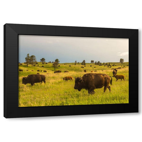 South Dakota-Custer State Park-bison herd Black Modern Wood Framed Art Print with Double Matting by Jaynes Gallery