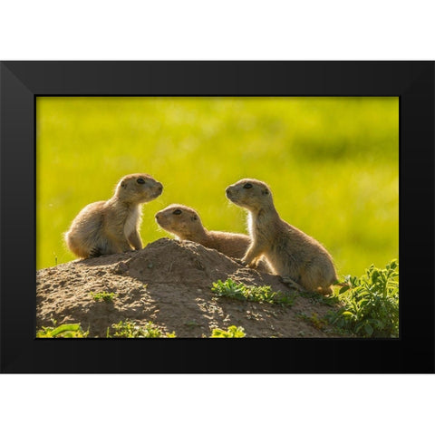 South Dakota-Custer State Park Young prairie dogs at den  Black Modern Wood Framed Art Print by Jaynes Gallery
