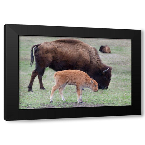 South Dakota-Custer State Park-Bison mother and calf-Bison bison Black Modern Wood Framed Art Print by Wild, Jamie and Judy